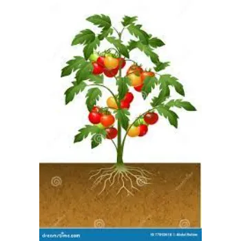 Red Tomato Plant